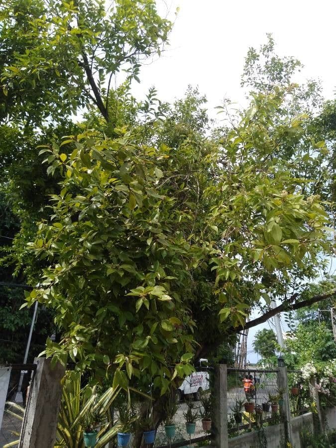 Currans Syzygium