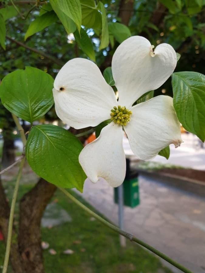 Blüten-Hartriegel 8