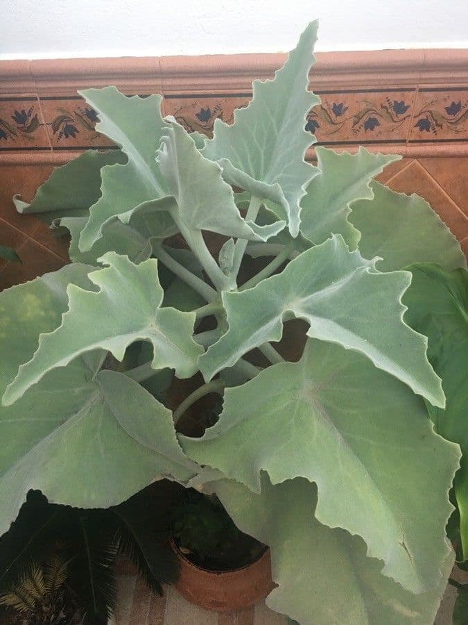 Donkey's ear 17