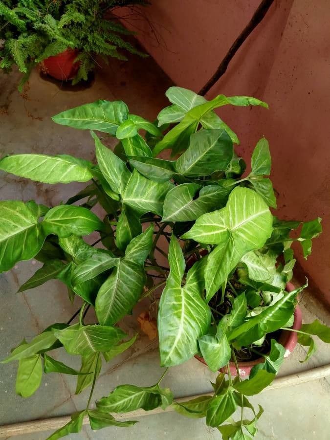 Syngonium 26