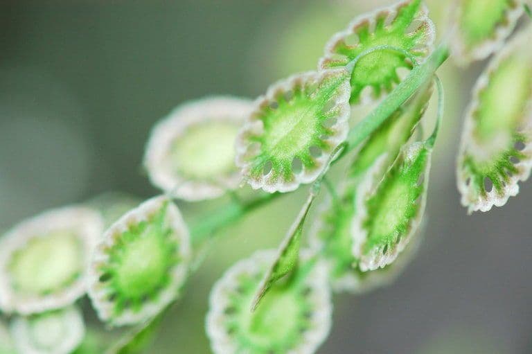 Thysanocarpus laciniato 5