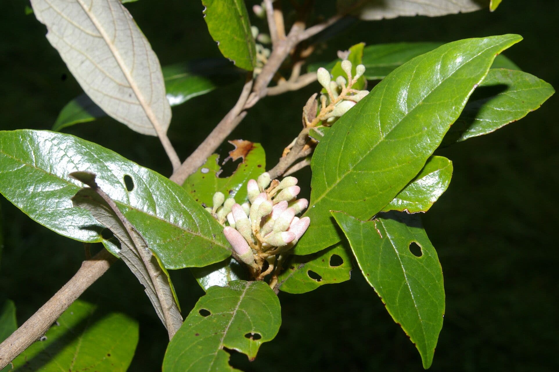 Perula