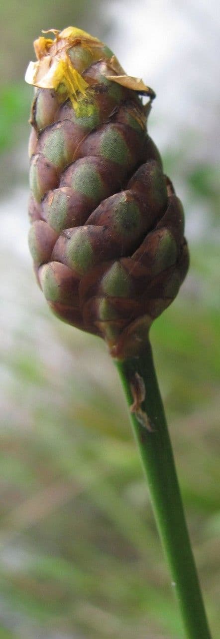 Xyris laxifolia 3