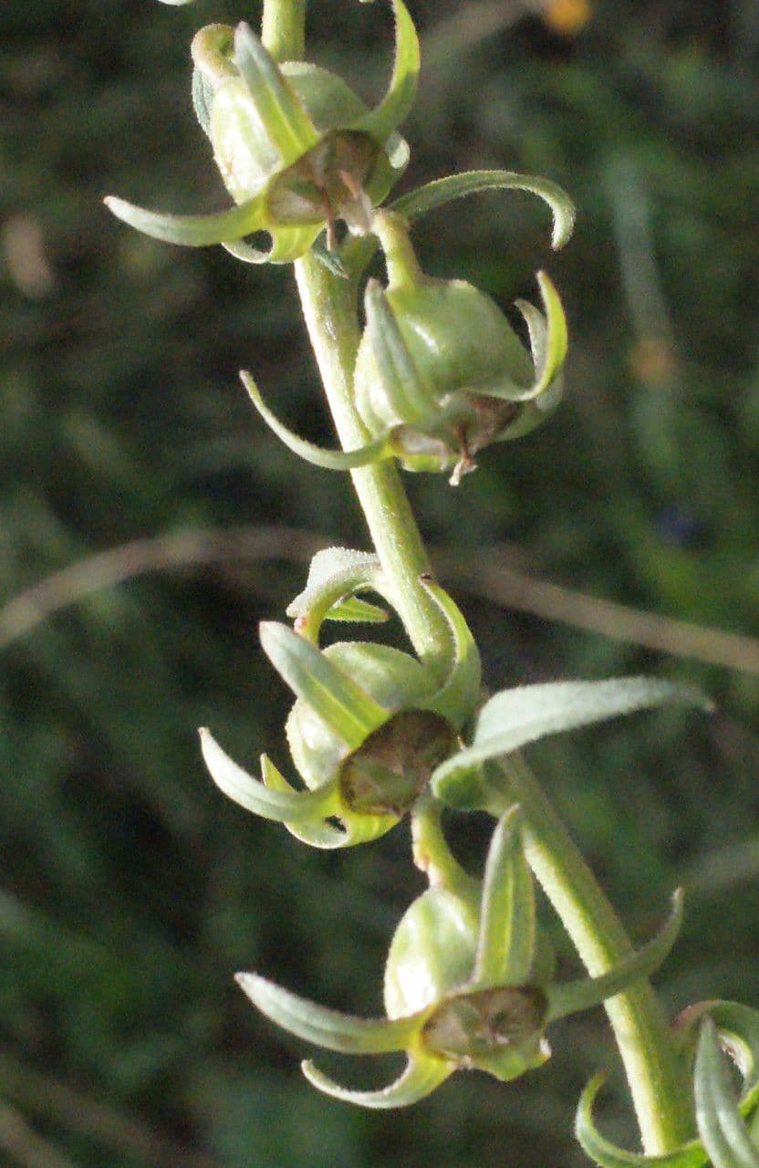 Acker-Glockenblume 4