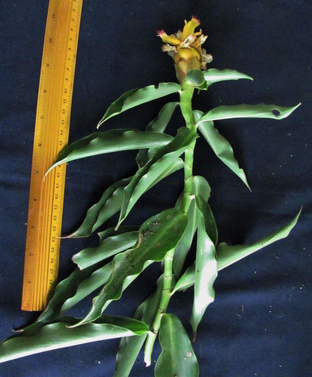 Costus 14