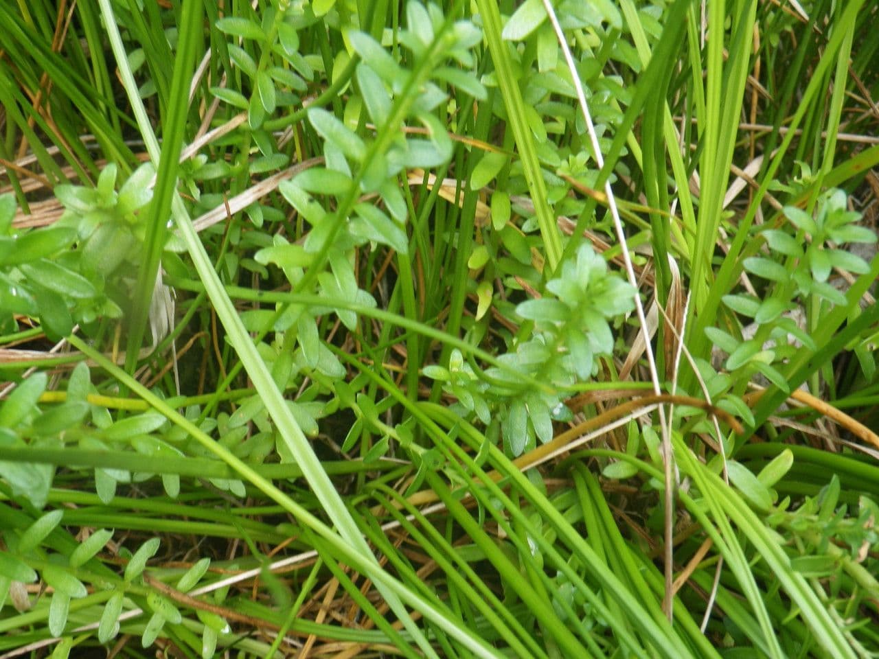 Erba de latti 11