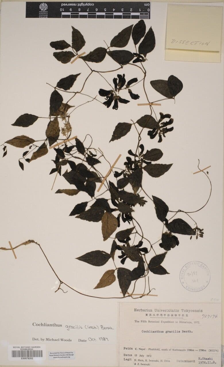Cochlianthus 3