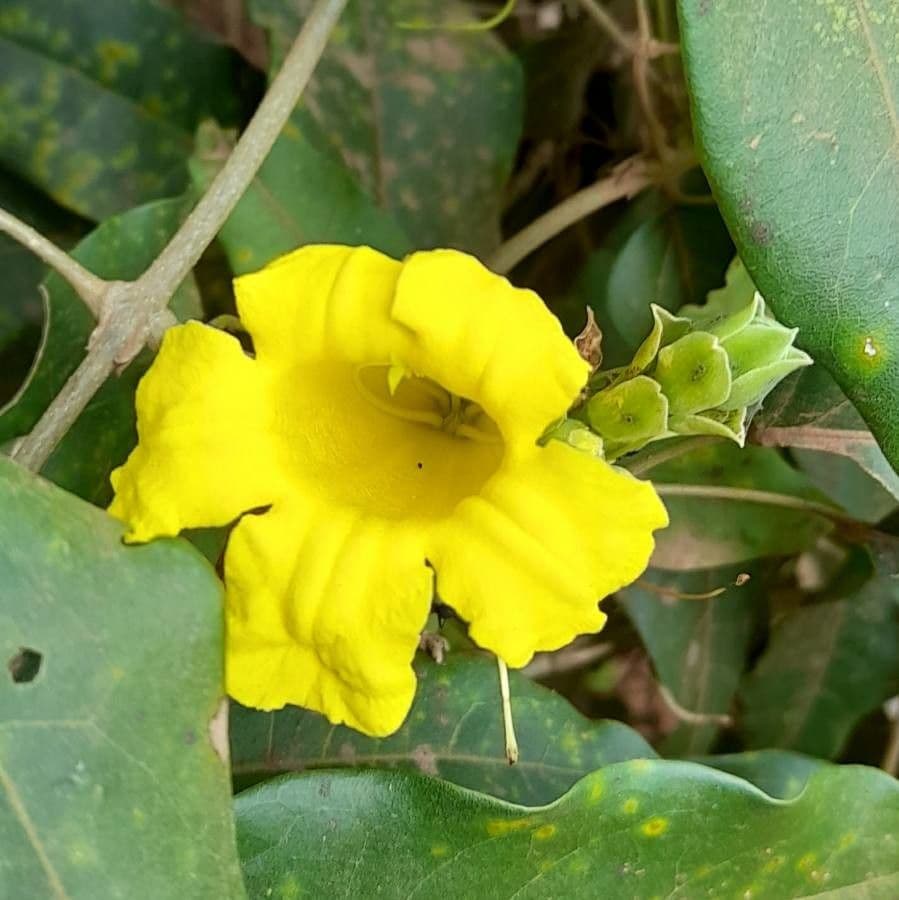 Adenocalymma 6