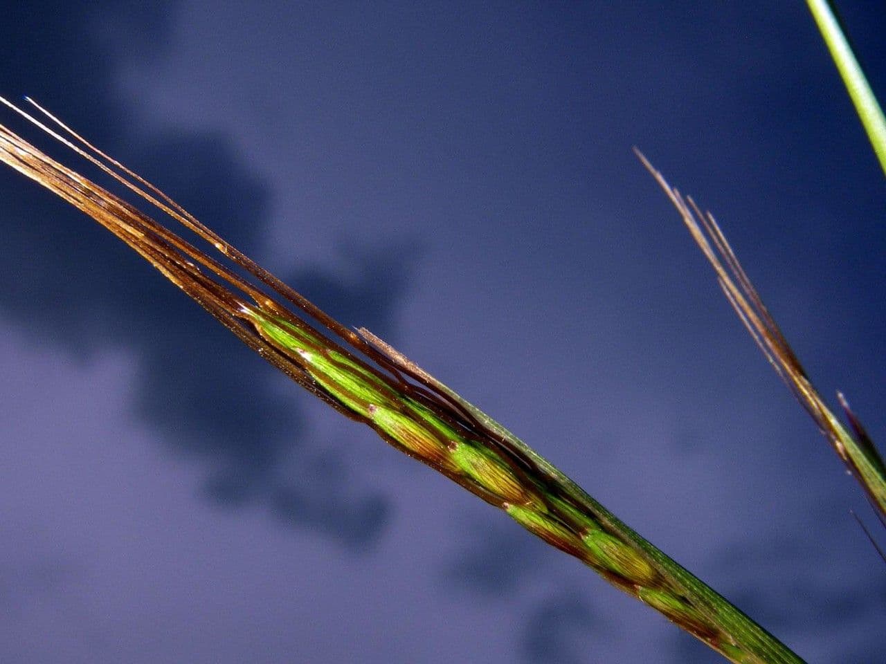 Hyparrhenia rufa