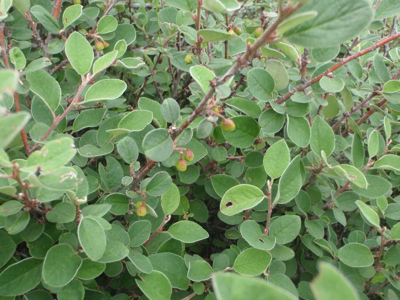 Cotoneaster 7