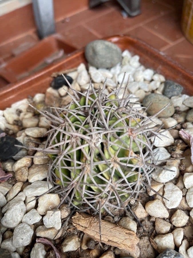 Cactus 7