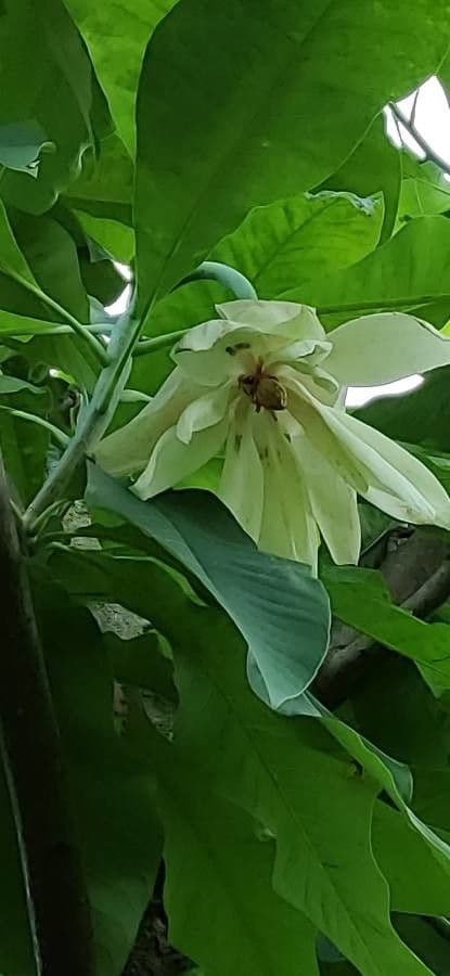 Magnolia a ombrello 9