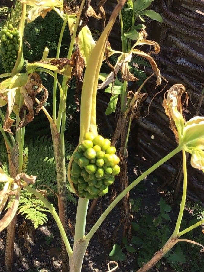 Arum dragon