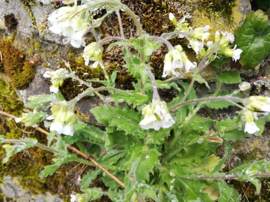 Arabis nova 2