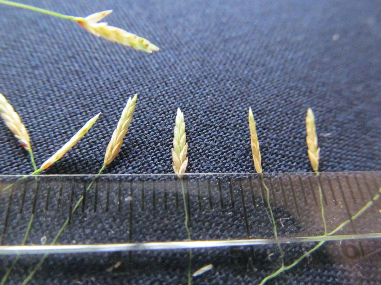 Eragrostis mexická 16