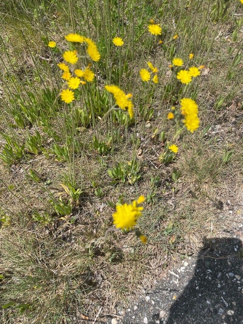 Pilosella caespitosa 4