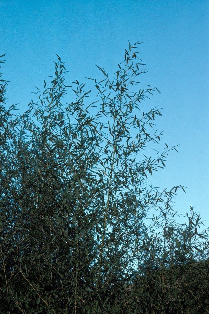 Bambù 5