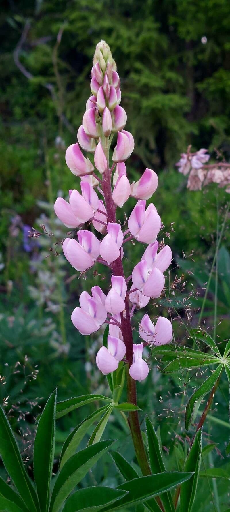 Stauden-Lupine 7