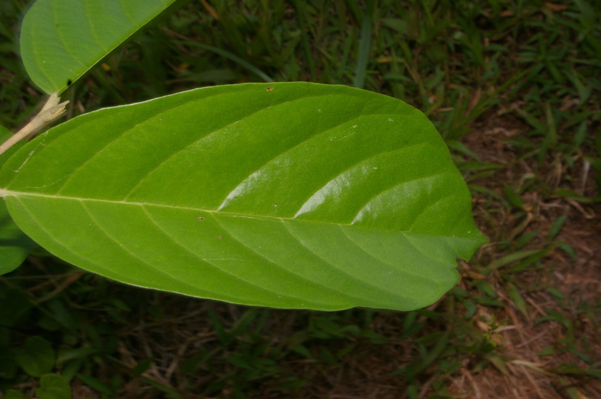 Quararibea 7