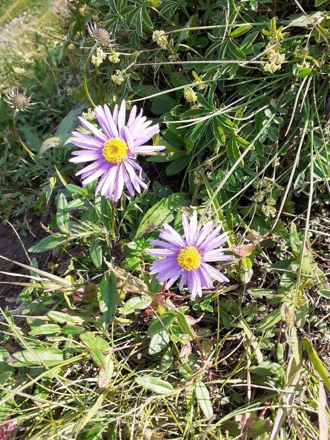 Alpen-Aster 4