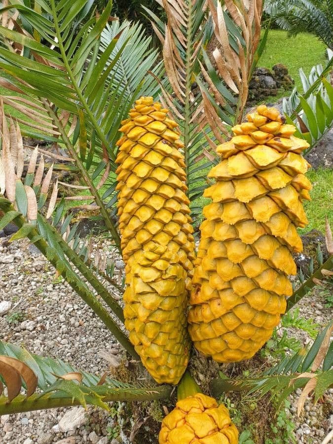 Cycad