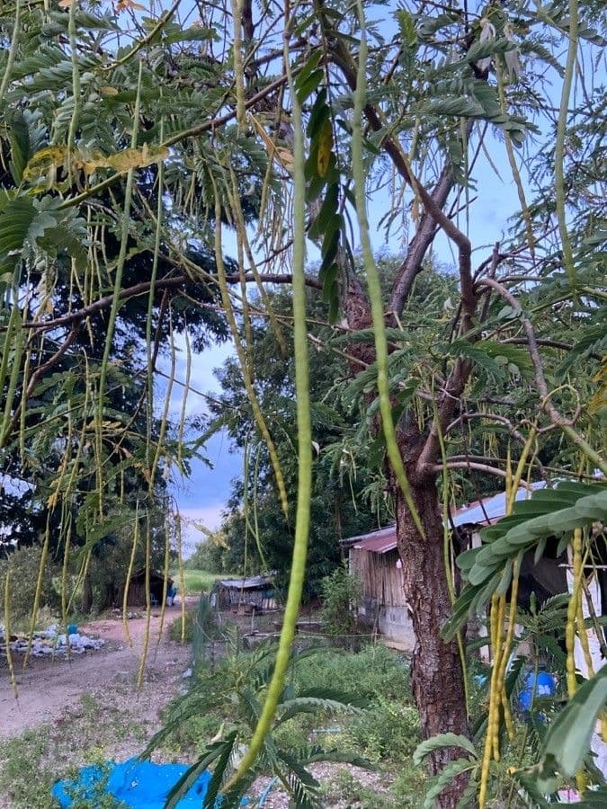Sesbania grandiflora 5