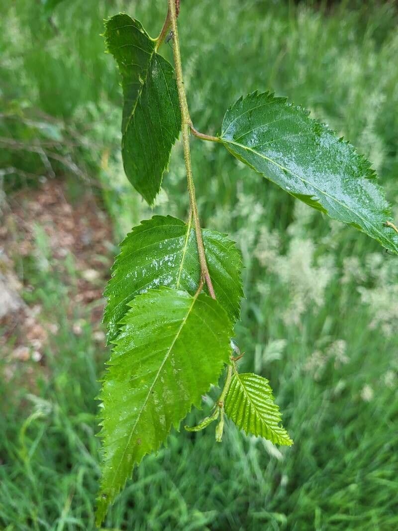 Betulla 2