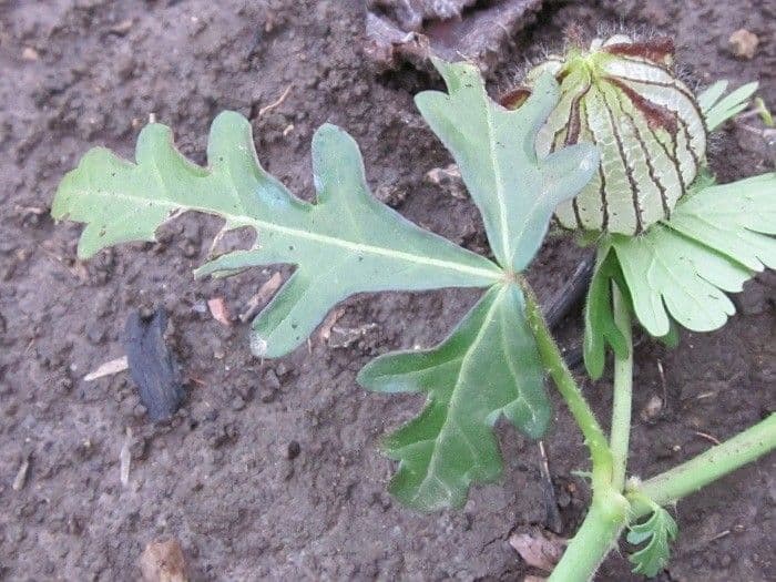 Garten-Eibisch 23