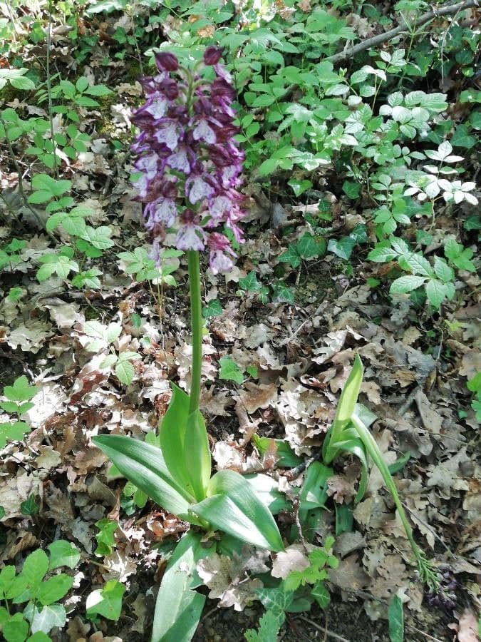 Orchide maggiore 3