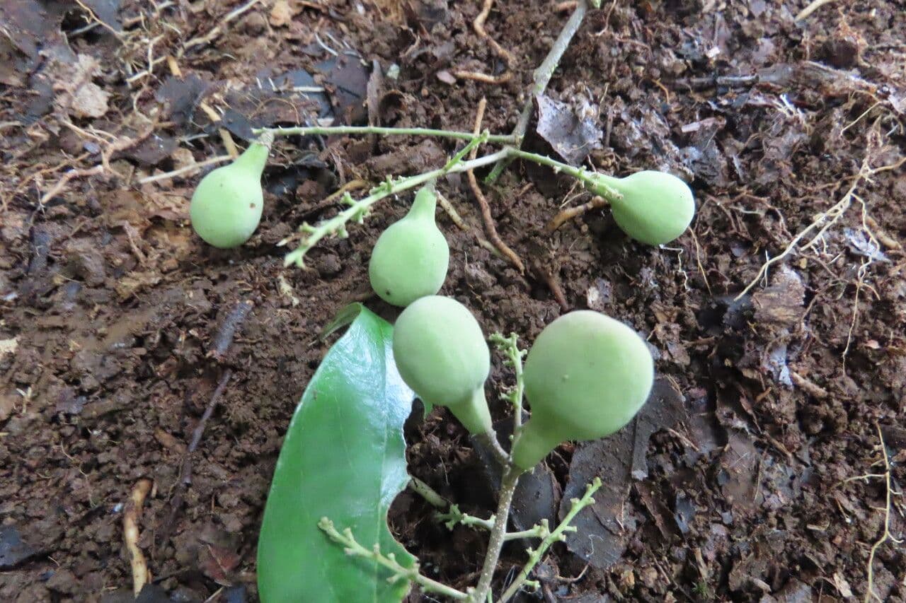 Licania 5