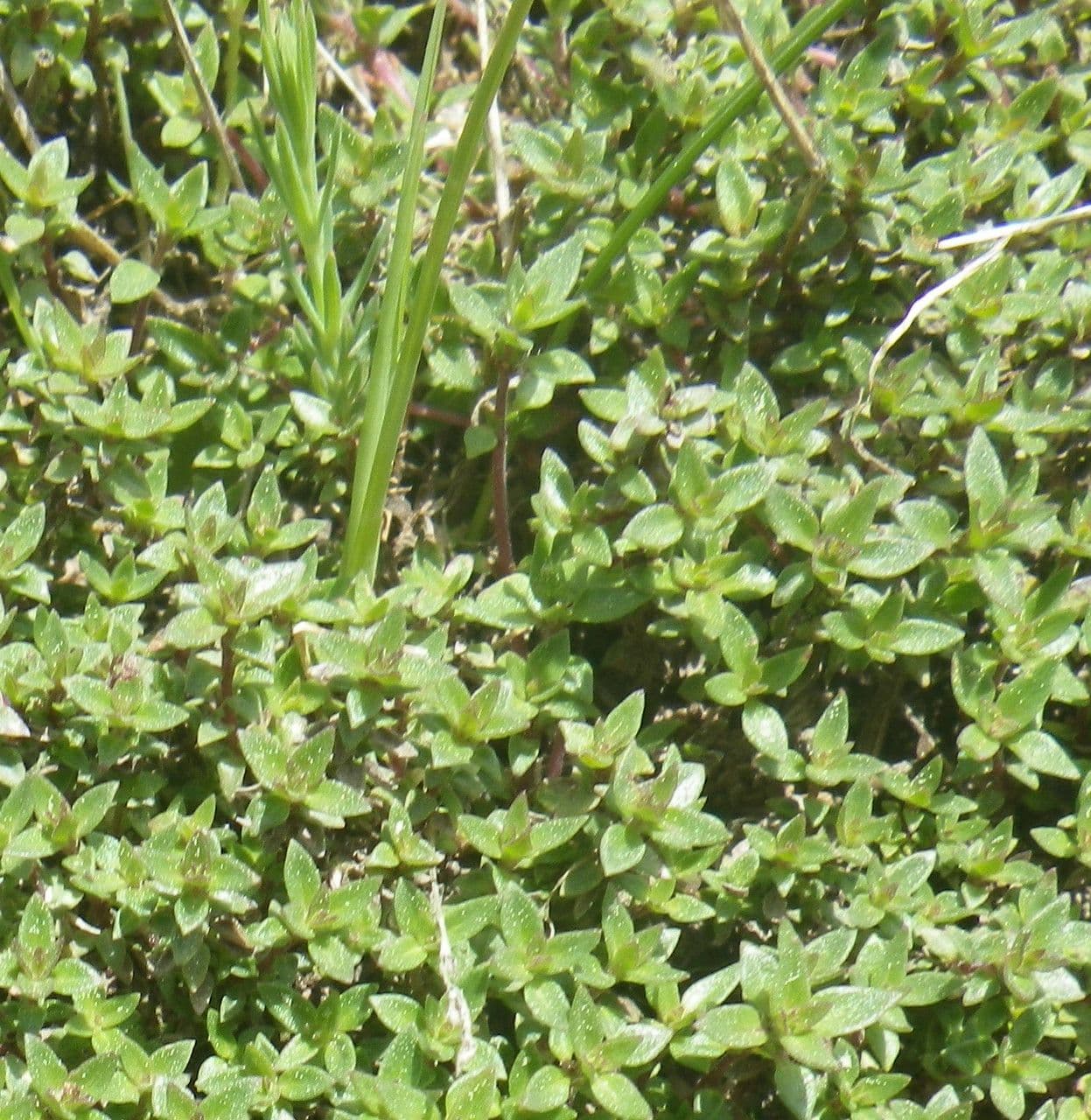 Thym à odeur de cumin 9