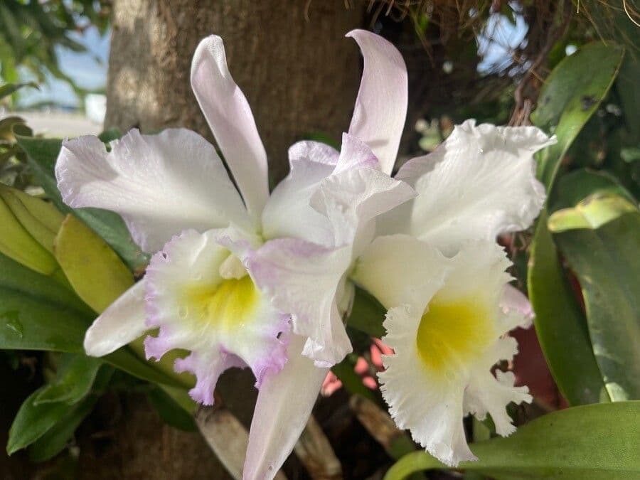 Cattleya 2