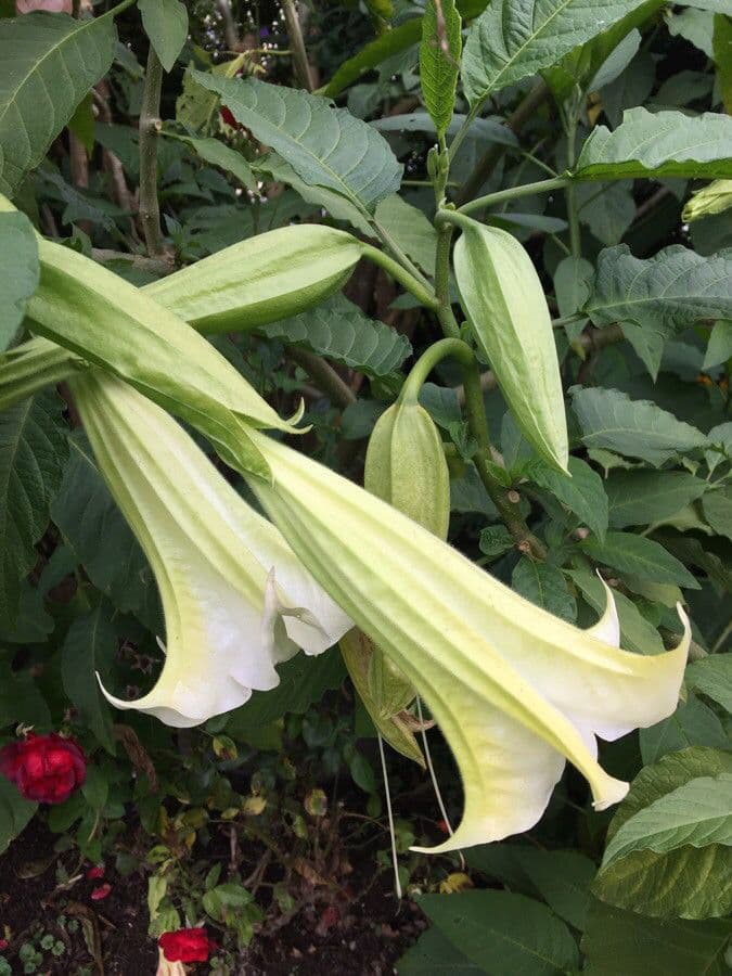 Datura 28