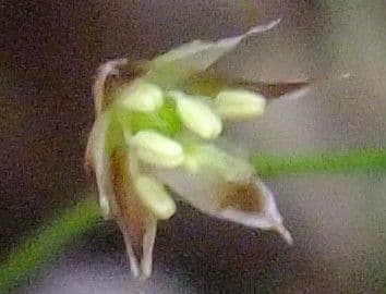 Kosmatka Forstera 9