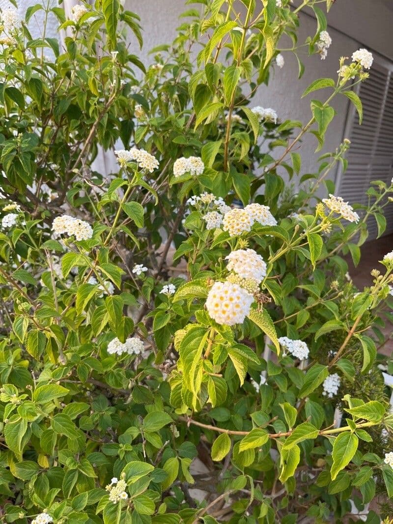 Lantana canescens 7