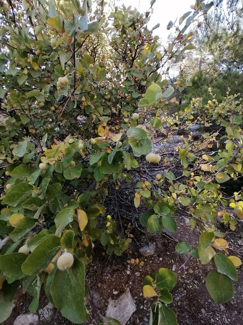 Styrax officinalis 3