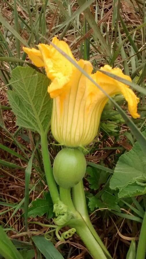Bitter bottle gourd 8