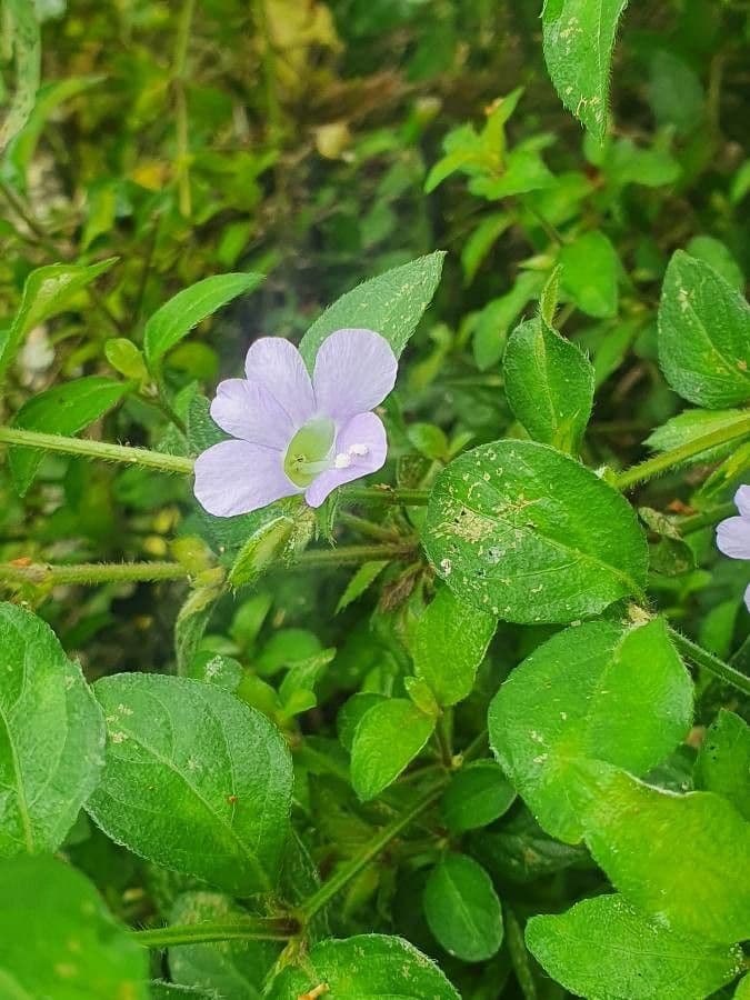 Barleria 10