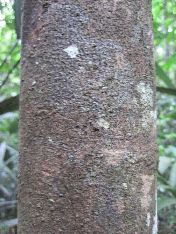 Micropholis 3