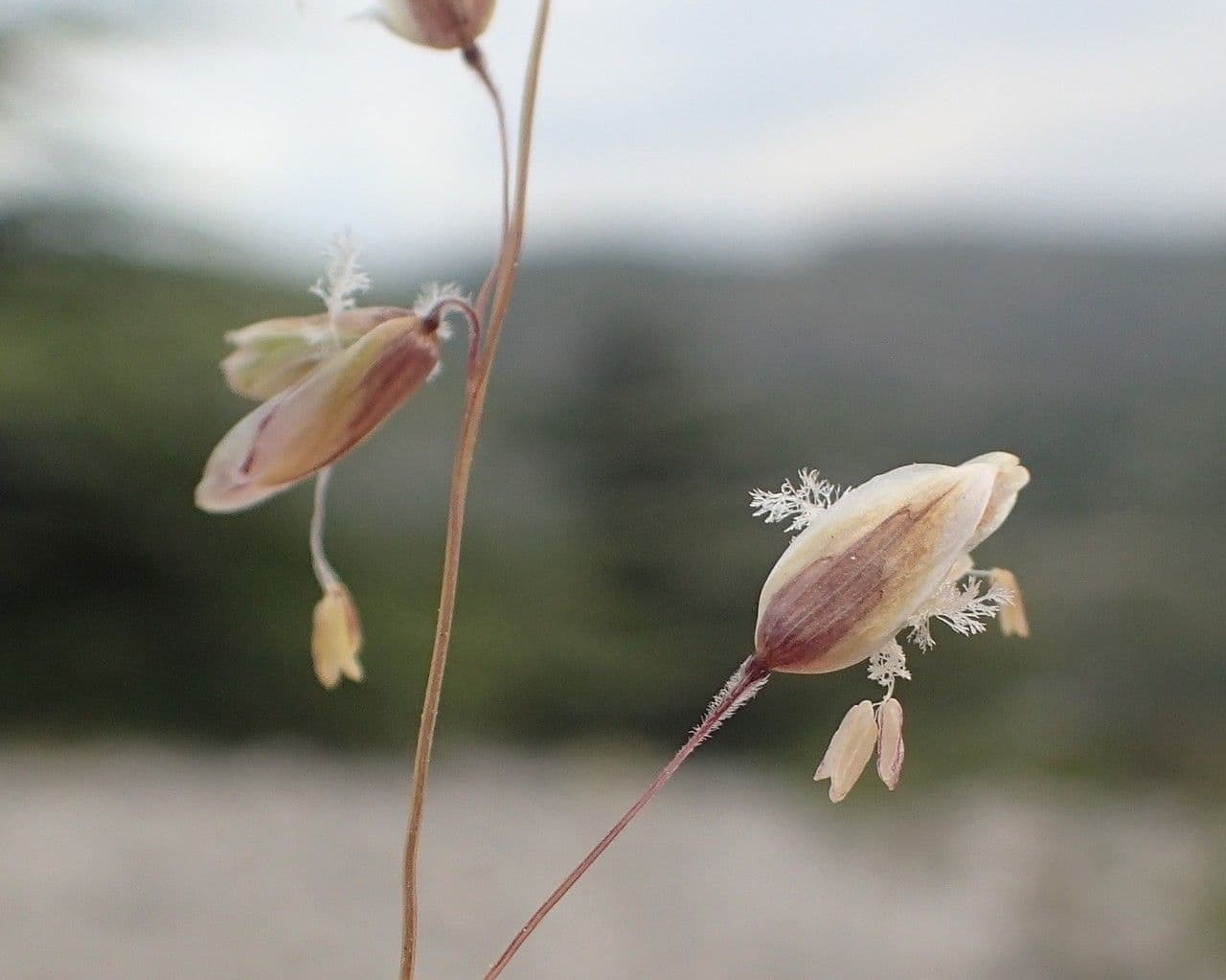 Small melick 10