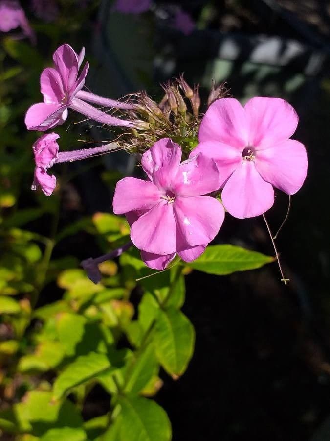 Großblättrige Flammenblume 3