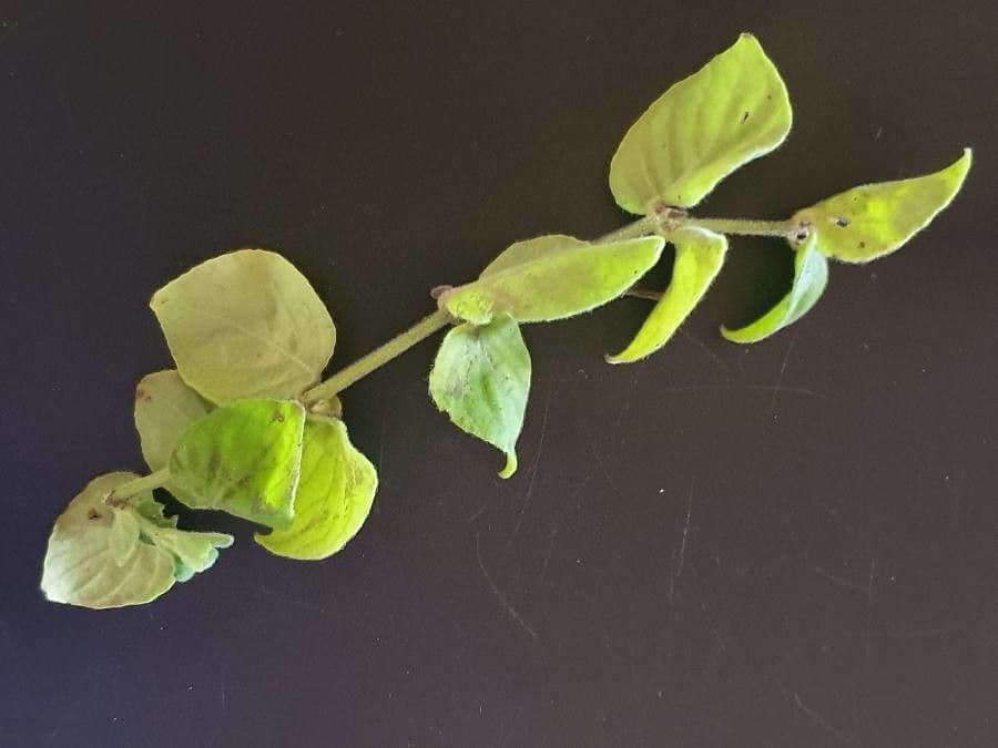 Barleria 9