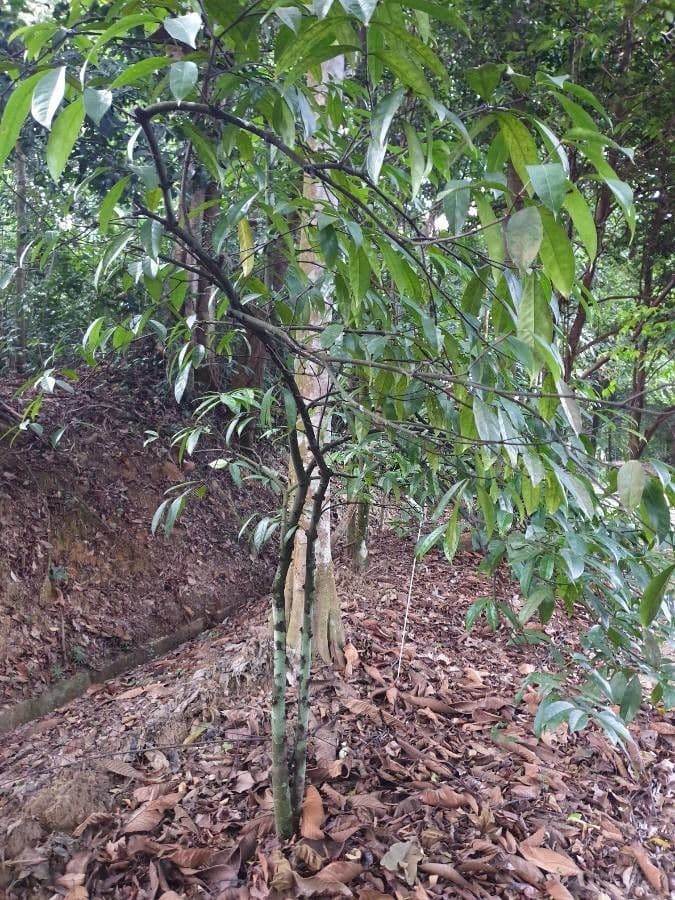 Phaleria 5