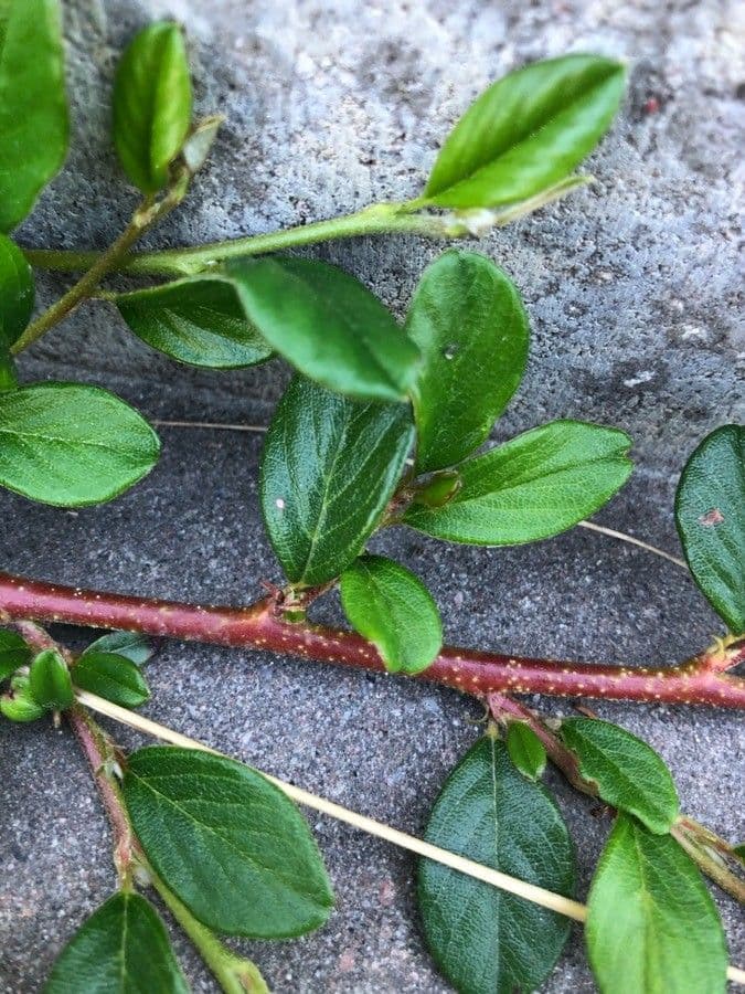 Cotoneaster di Dammer 21