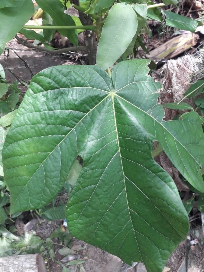 Sterkúlia bezkvetá 17