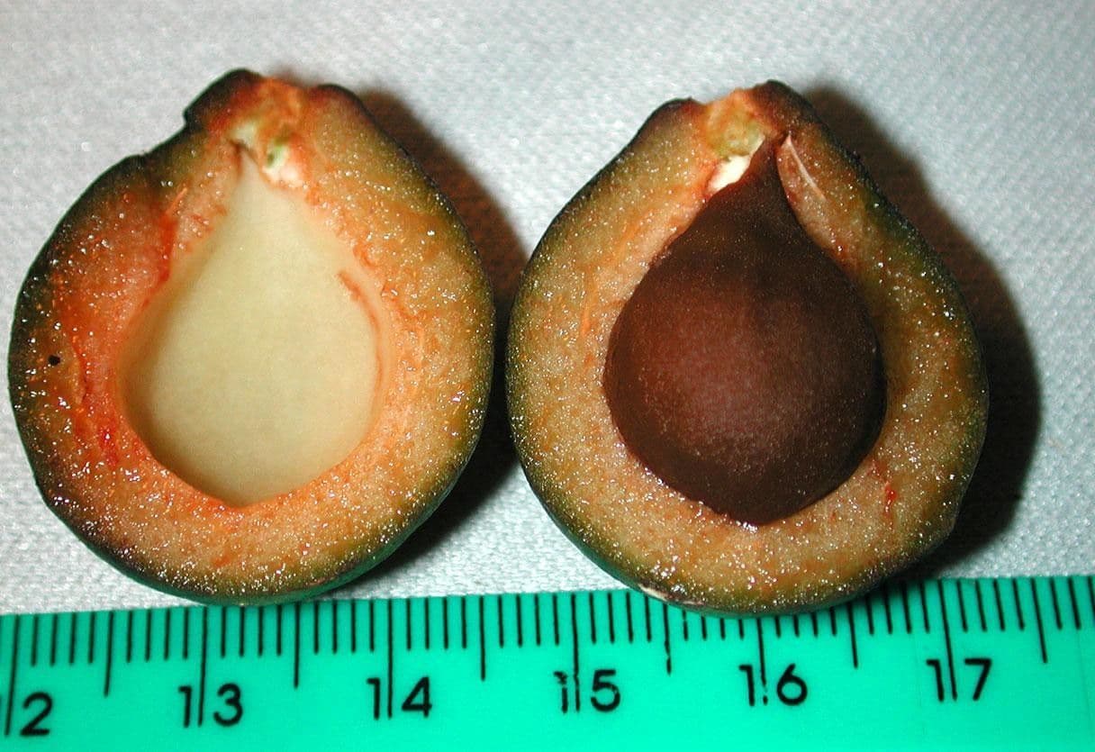 Meliosma 14