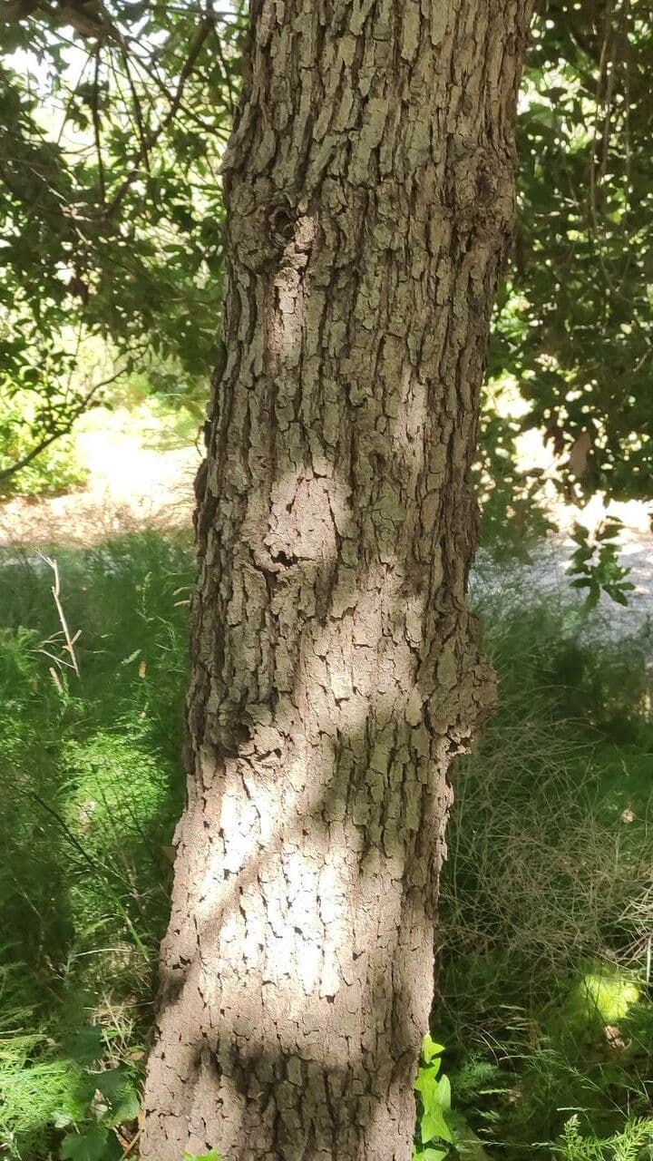 Quercia bianca polymorpha 12