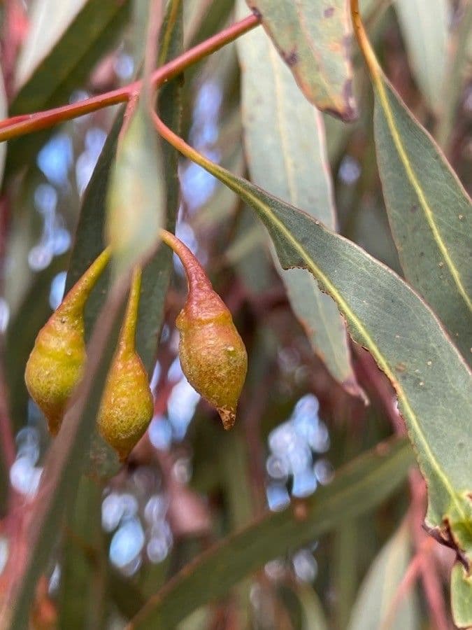 Eucalipto leucoxylon