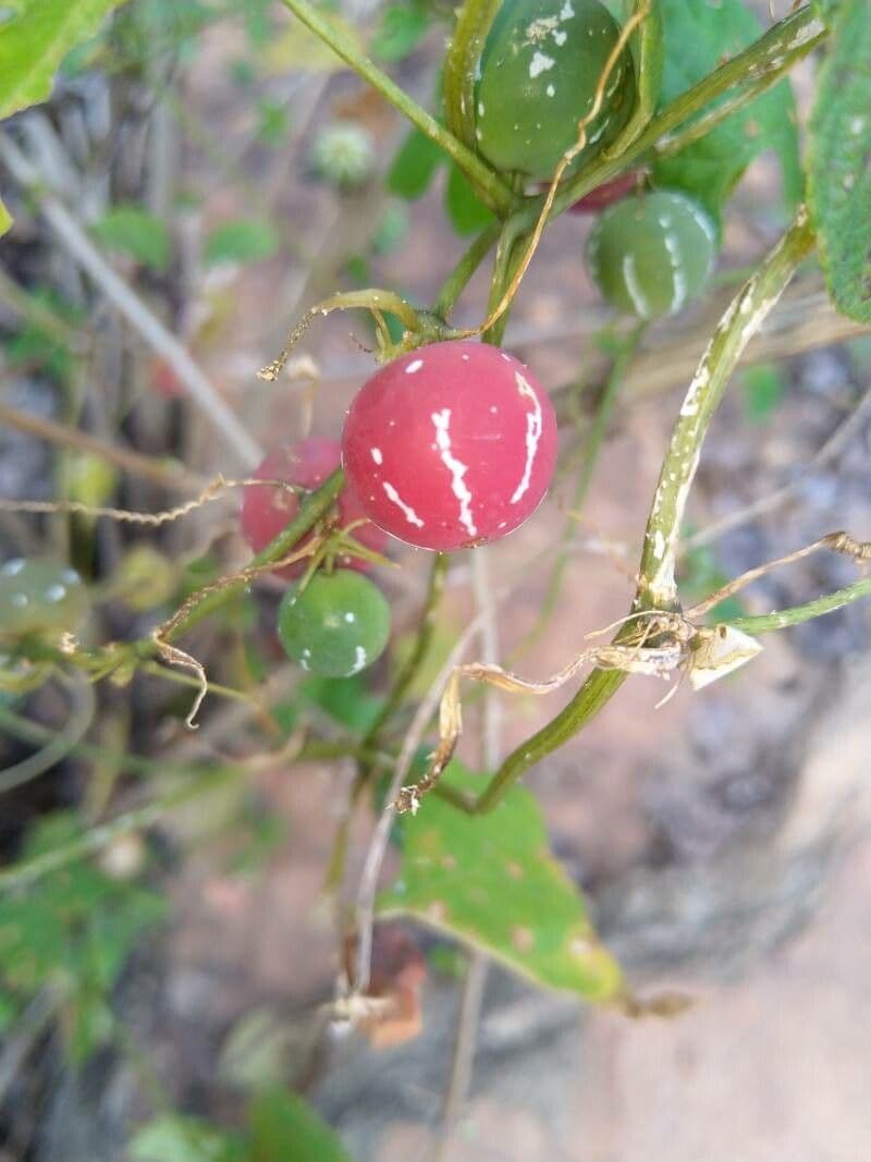 Diplocyclos palmatus 5