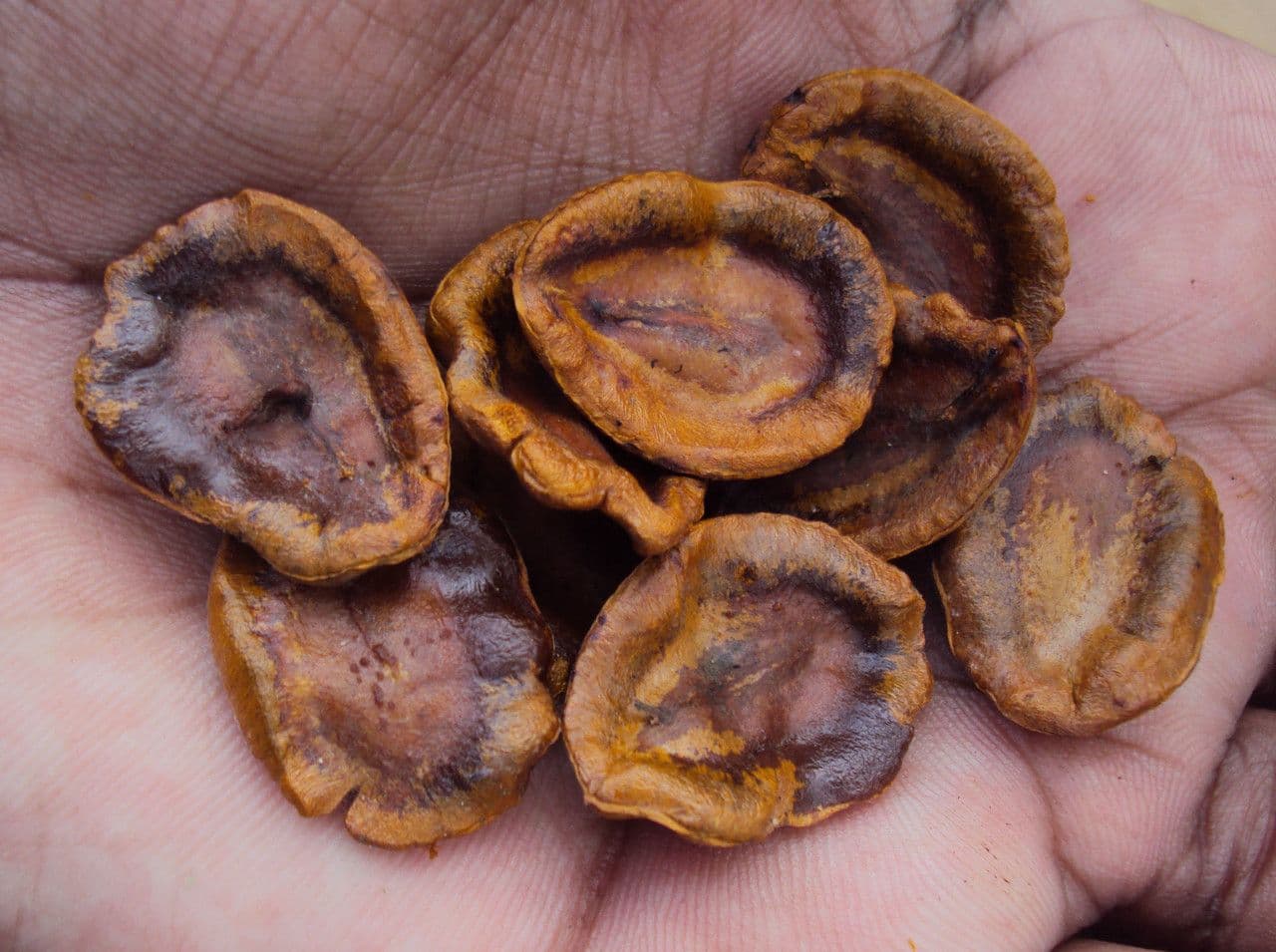 Allamanda 4